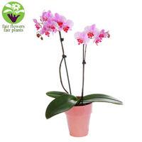 Pink Orchid - flowers