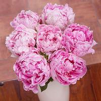 Pink Peonies