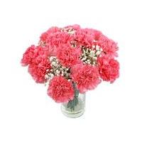 Pink Carnations