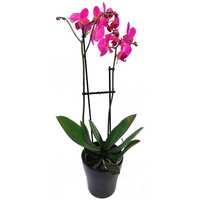 Pink Phalaenopsis Plant