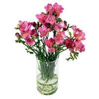 Pink Freesia