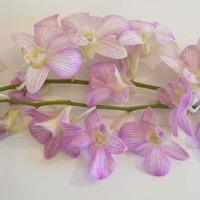 pink long stem orchids