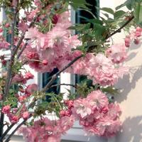 Pink Perfection Flowering Cherry Tree Gift