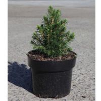 Picea abies \'Tompa\' (Large Plant) - 2 x 5 litre potted picea plants