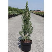 Picea glauca \'Conica\' (Large Plant) - 1 x 12 litre potted picea plant