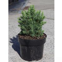 Picea glauca \'Alberta Globe\' (Large Plant) - 2 x 5 litre potted picea plants