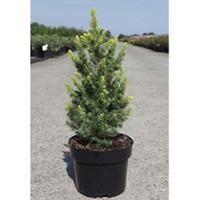 Picea glauca \'Rainbows End\' (Large Plant) - 2 x 5 litre potted picea plants