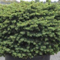 Picea abies \'Little Gem\' (Large Plant) - 2 x 5 litre potted picea plants