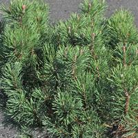Pinus mugo \'Pumilio Group\' (Large Plant) - 2 x 7.5 litre potted pinus plants