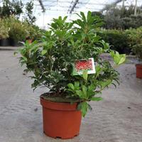 Pieris japonica \'Mountain Fire\' (Large Plant) - 2 x 3 litre potted pieris plants