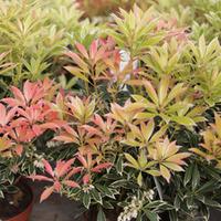 Pieris japonica \'Flaming Silver\' (Large Plant) - 2 x 3 litre potted pieris plants
