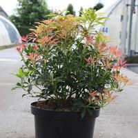 Pieris \'Forest Flame\' (Large Plant) - 1 x 3 litre potted pieris plant