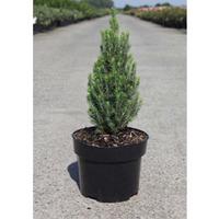 Picea glauca \'Zuckerhut\' (Large Plant) - 1 x 2 litre potted picea plant
