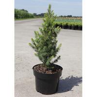 Picea glauca \'Biesenthaler Fruhling\' (Large Plant) - 2 x 2 litre potted picea plants