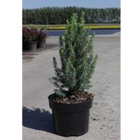 Picea glauca Sanders Blue\' (Large Plant) - 1 x 2 litre potted picea plant