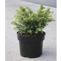 Picea glauca \'Barus\' (Large Plant) - 2 x 2 litre potted picea plants