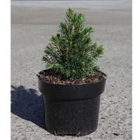 Picea abies \'Tompa\' (Large Plant) - 1 x 2 litre potted picea plant