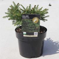 Picea abies \'Nidiformis\' (Large Plant) - 1 x 3 litre potted picea plant