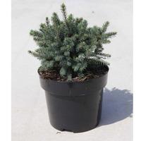 Picea abies \'Echiniformis\' (Large Plant) - 1 x 3 litre potted picea plant