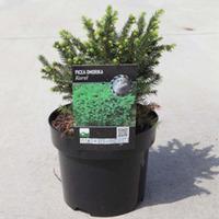 Picea omorika \'Karel\' (Large Plant) - 2 x 3 litre potted picea plants
