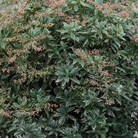 Pieris japonica \'Little Heath\' (Large Plant) - 1 x 3 litre potted pieris plant