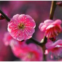 Pink blossom blank card