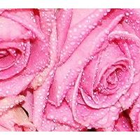Pink Roses Heart Flower Tribute