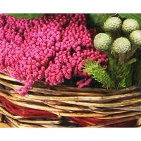 Pink Basket of Plants and Foliag...