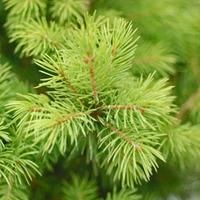 Picea glauca \'Alberta Spruce\' - 1 picea glauca plant in 1 litre pot