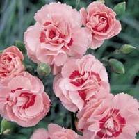 Pinks \'Doris\' (Clove Scented) - 5 dianthus plug plants