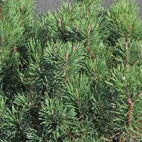 Pinus mugo \'Pumilio Group\' (Large Plant) - 2 plants in 3 litre pots