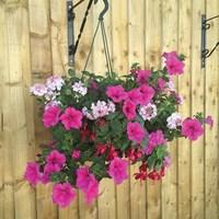 pinks mixed floral pre planted 2 pre planted hanging baskets