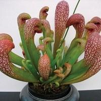 Pitcher Plant (Sarracenia Wrigleyana) 1 Plant 9cm Pot