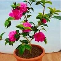 pink camellia debbie 1 pre planted container