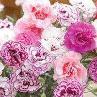 Pinks \'Fragrant\' Trade Bedding Pack - 50 plug plants