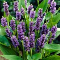 Pickerel Hyacinth (Purple) - 1 pickerel hyacinth plant in 9cm pot