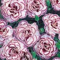 Pinks \'Gran\'s Favourite\' (Clove Scented) - 5 dianthus plug plants