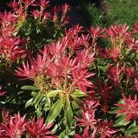 Pieris floribunda Forest Flame 1 Plant 3 Litre