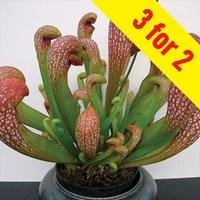 pitcher plant sarracenia wrigleyana 3 plants 9cm pot