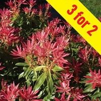 Pieris floribunda Forest Flame 3 Plants 9cm Pot