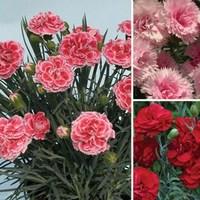 Pinks Perfumed Collection 6 Jumbo Plants