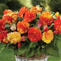 picotee begonia sangria 12 tubers