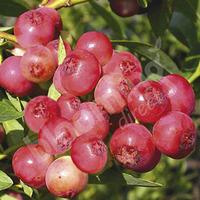 Pink Blueberry Pink Sapphire in 3L pot