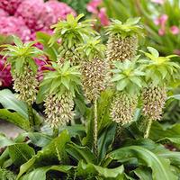 Pineapple Lily (Eucomis bicolour) - pack of 3 bulbs