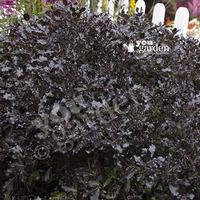 Pittosporum \'Tom Thumb\' plant ...