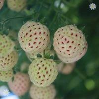 Pineberry \'Natural Albino\' (R) palnts - pack of 6 in 9cm pots