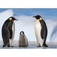 Planet Earth - Penguins Jigsaw Puzzle