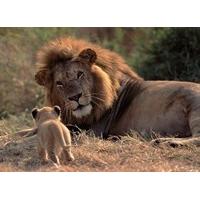 planet earth lion family 1000 jigsaw puzzle