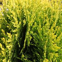 Platycladus or. \'Aurea Nana\' (Thuja) (Large Plant) - 2 x 7.5 litre potted platycladus plants