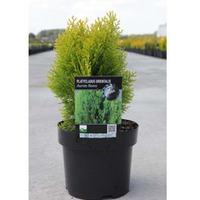 Platycladus orientalis \'Aurea Nana\' (Large Plant) - 2 x 3 litre potted platycladus plants